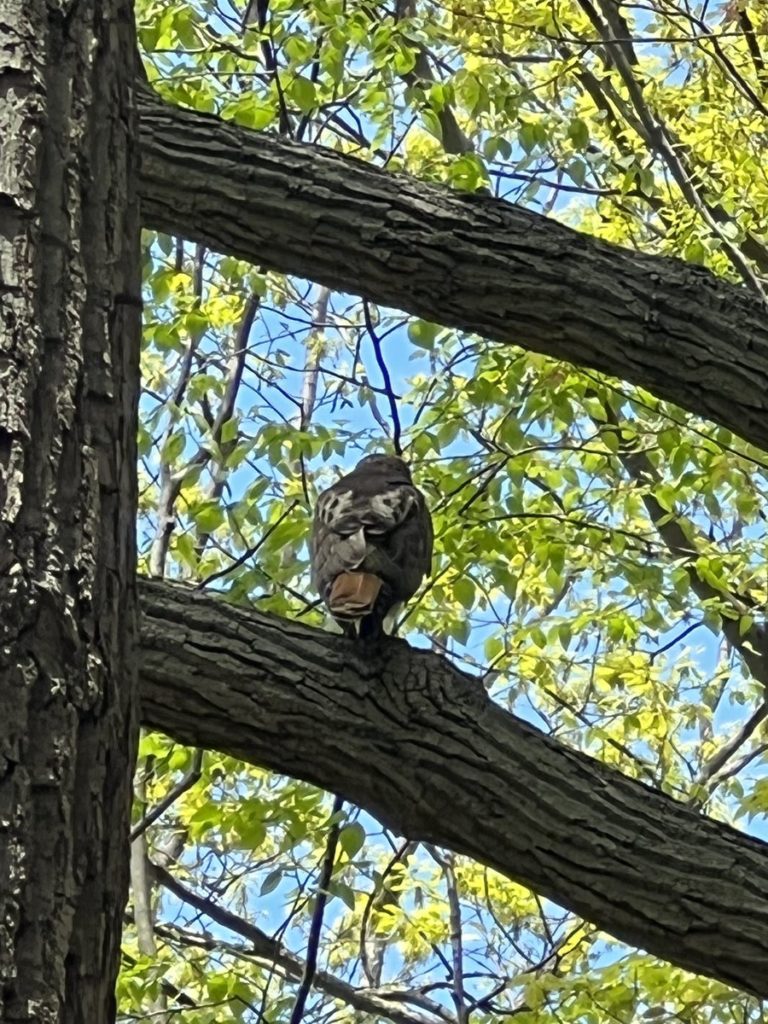 image of hawk on tree branch - wildlife at Cold Spring Harbor State Park