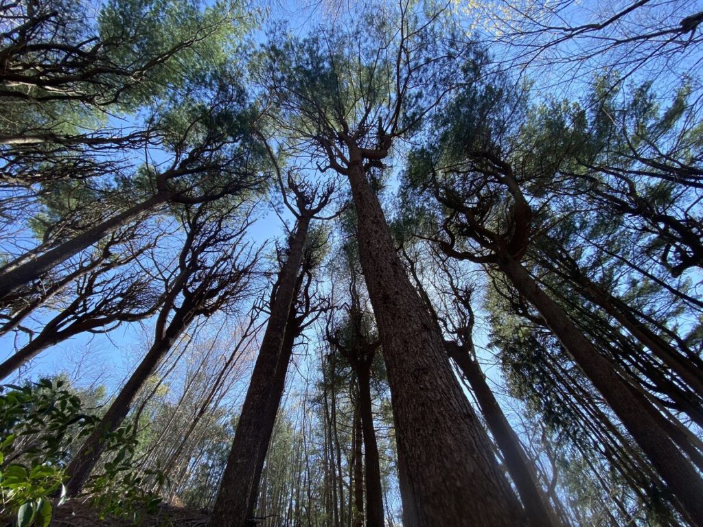 image of tall pines in the state park providing a canopy - shown on Trees and Plants page